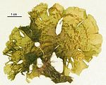 Cutleria adspersa2